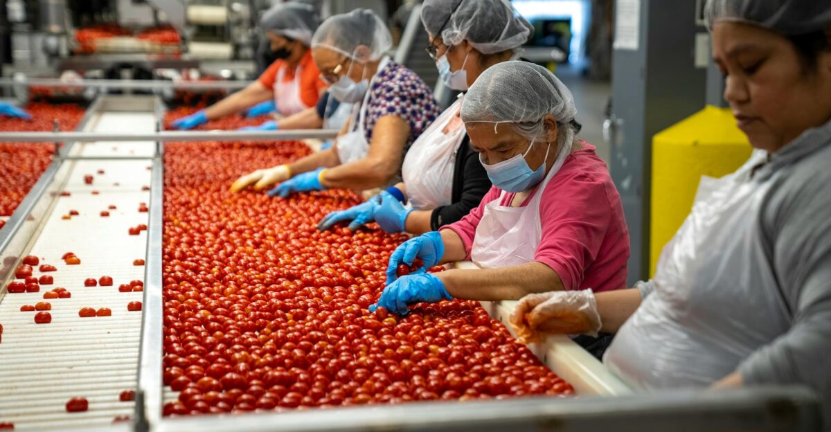 Women sorting tomatoes on a factory production line ensuring quality control