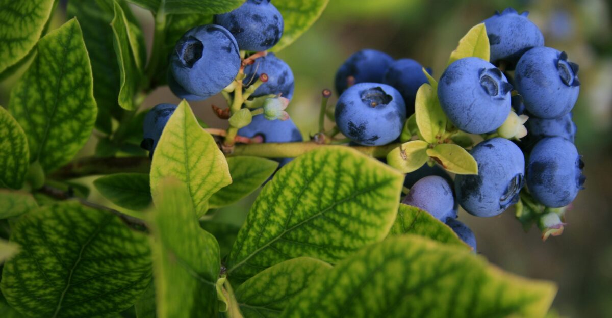 selective focus photography of blue berries