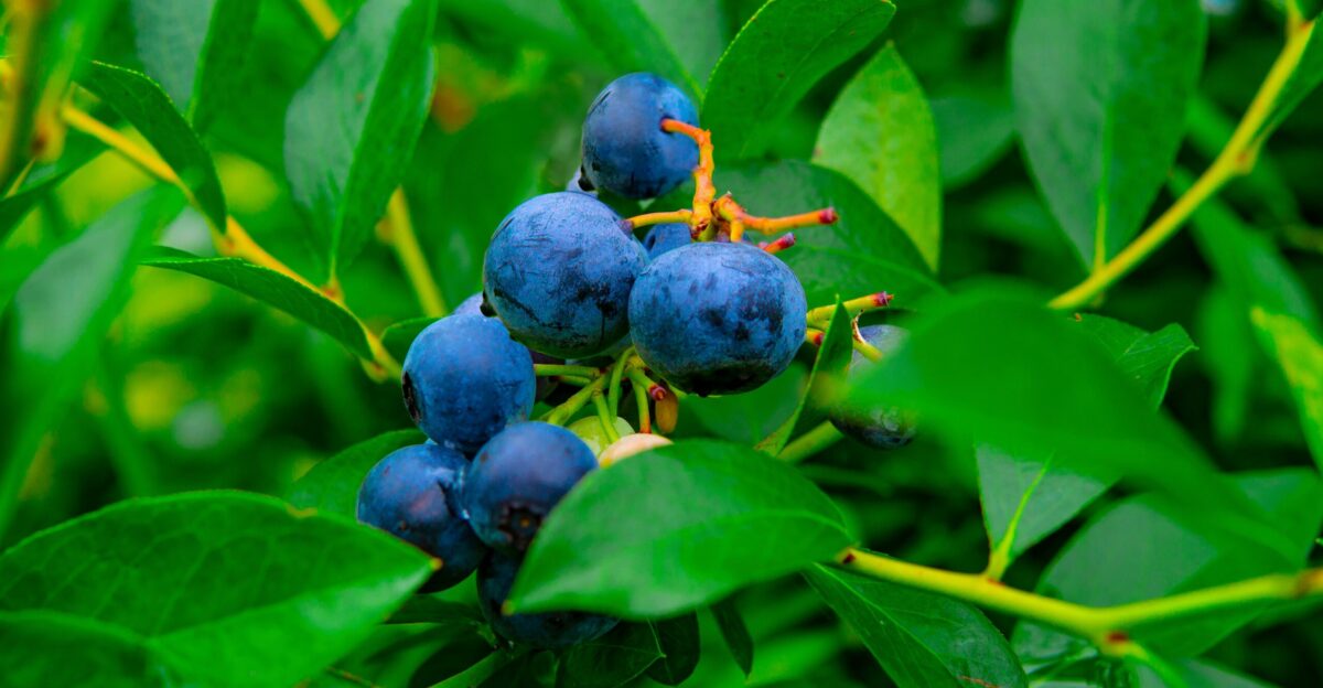 blue round fruits on green leaves