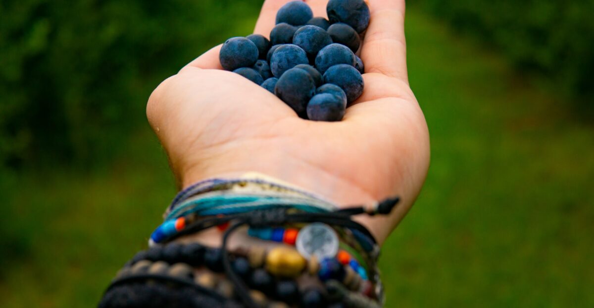 person holding bunch of black berries