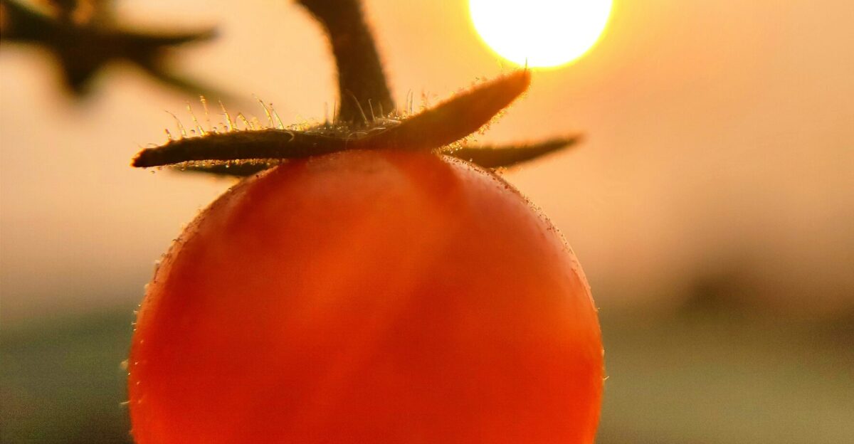 a close up of a tomato on a plant
