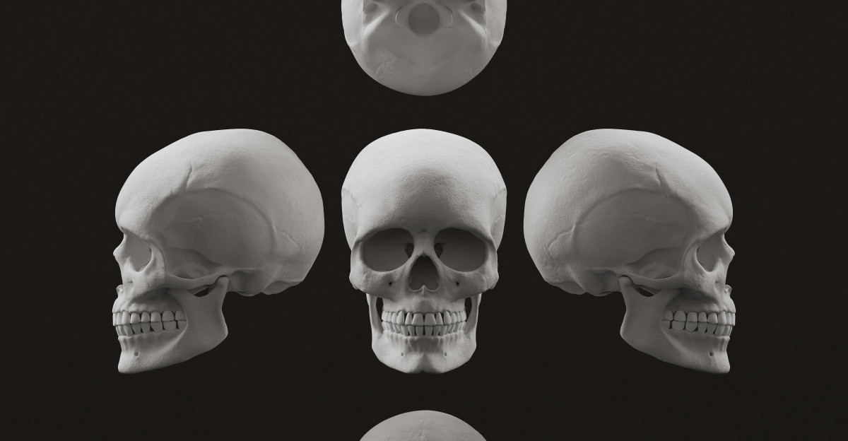 Different views of a human skull are shown